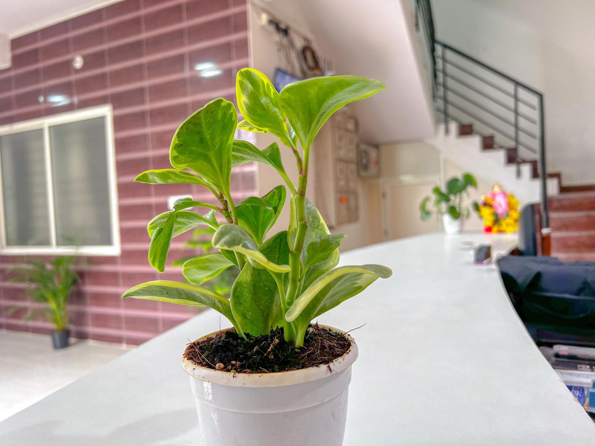 Hotel Elite By Agira Hotels-Free Airport Pickup Or Drop Yelahanka Buitenkant foto